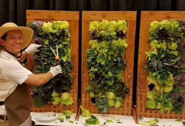 chef's vertical salad wall